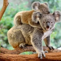 Ravensburger Puzzel Familie Koala - Legpuzzel - 200XXL Stukjes -Exporteren puzzels winkel 550x403 72